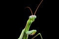 Young mantis sitting on an grass stalk. Royalty Free Stock Photo