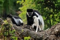 Young mantled guereza, Colobus guereza, climbs on mother chest. Other adult guereza sitting on tree trunk. Monkey family.