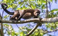 Young mantled howler monkey Royalty Free Stock Photo