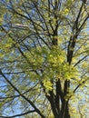 A young maple crown featuring thin branches covered with young fresh spring leaves against the blue sky in the background Royalty Free Stock Photo