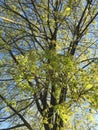 A young maple crown featuring thin branches covered with young fresh spring leaves against the blue sky in the background Royalty Free Stock Photo