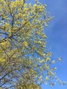 A young maple crown featuring thin branches covered with young fresh spring leaves against the blue sky in the background Royalty Free Stock Photo