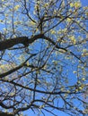 A young maple crown featuring thin branches covered with young fresh spring leaves against the blue sky in the background Royalty Free Stock Photo