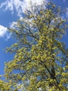 A young maple crown featuring thin branches covered with young fresh spring leaves against the blue sky in the background Royalty Free Stock Photo