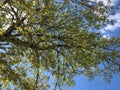 A young maple crown featuring thin branches covered with young fresh spring leaves against the blue sky in the background Royalty Free Stock Photo