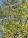 A young maple crown featuring thin branches covered with young fresh spring leaves against the blue sky in the background Royalty Free Stock Photo