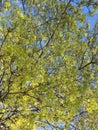 A young maple crown featuring thin branches covered with young fresh spring leaves against the blue sky in the background Royalty Free Stock Photo