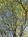 A young maple crown featuring thin branches covered with young fresh spring leaves against the blue sky in the background Royalty Free Stock Photo