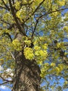 A young maple crown featuring thin branches covered with young fresh spring leaves against the blue sky and big white cloud Royalty Free Stock Photo
