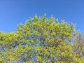 A young maple crown featuring thin branches covered with young fresh spring leaves against the blue sky Royalty Free Stock Photo