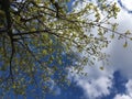 A young maple crown featuring thin branches covered with young fresh spring leaves against the blue sky and white cloud Royalty Free Stock Photo