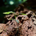 Young maple on a dead tree trunk Royalty Free Stock Photo