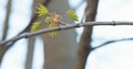 Young maple leaves with ants in warm spring sunlight