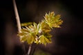 Young maple leaves on a branch in early spring Royalty Free Stock Photo