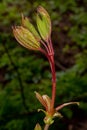 Young maple leaves. buds Royalty Free Stock Photo