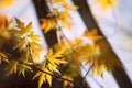 young maple leaves in early spring Royalty Free Stock Photo