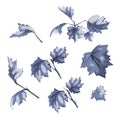 Young maple leaves. Set of 7 bundles