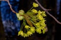 Young maple leaves. Spring buds Royalty Free Stock Photo