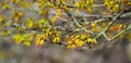 Young maple leaves in spring time Royalty Free Stock Photo