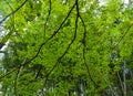 Young maple leaves in spring time Royalty Free Stock Photo