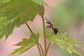 An ant sits on a small maple leaf. Royalty Free Stock Photo