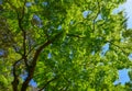Young maple leaves under sun light Royalty Free Stock Photo