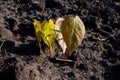 Plant breeding. Young maple sprouts in a field on a sunny day. Plant nursery. Close-up