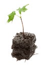 Young maple tree Royalty Free Stock Photo