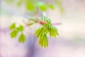 Young maple tree branch with growing leaves in spring forest Royalty Free Stock Photo