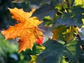 Young maple tree with green leaves in the autumn sun with one colorful orange leaf, sunny autumn day in the park Royalty Free Stock Photo