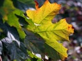 Young maple tree with green leaves in the autumn sun with one colorful orange-red leaf, sunny autumn day Royalty Free Stock Photo