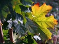 Young maple tree with green leaves in the autumn sun with one colorful orange-red leaf, sunny autumn day in the park, autumn bac Royalty Free Stock Photo