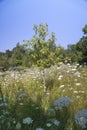 A young maple tree in the middle of a field with flowers white Royalty Free Stock Photo