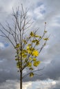 Young maple tree with some autumn leaves highlighted by weak autumn sun. Cloudy sky as background Royalty Free Stock Photo