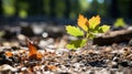 a young maple tree sprouting from the ground in the middle of a forest