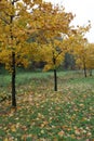 Young maple trees standing in the alley, autumn landscape