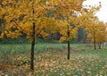 Young maple trees standing in the alley, autumn landscape