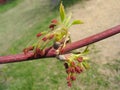 Young maple twig with red catkins