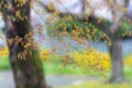 Young mapple leaves and flowers Royalty Free Stock Photo