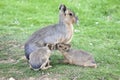 Young Mara sucklings feeding from their Mother Royalty Free Stock Photo