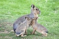 Young Mara sucklings feeding from their Mother Royalty Free Stock Photo