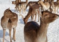 Maral deers on the field