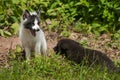 Young Marble Fox and Silver Fox (Vulpes vulpes) Playing