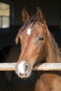 Young mare posing in the barn