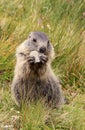 Young marmot eating