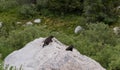 Young Marmot Perched on Rock