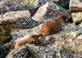 Young Marmot Pulls On Mothers Tail