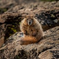 Young Marmot Stands On Rock and Stares At Camera