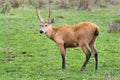 A young marsh deer photographed in Argentina