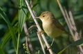 Young Marsh Warbler Acrocephalus palustris posing on reed stems in bushes